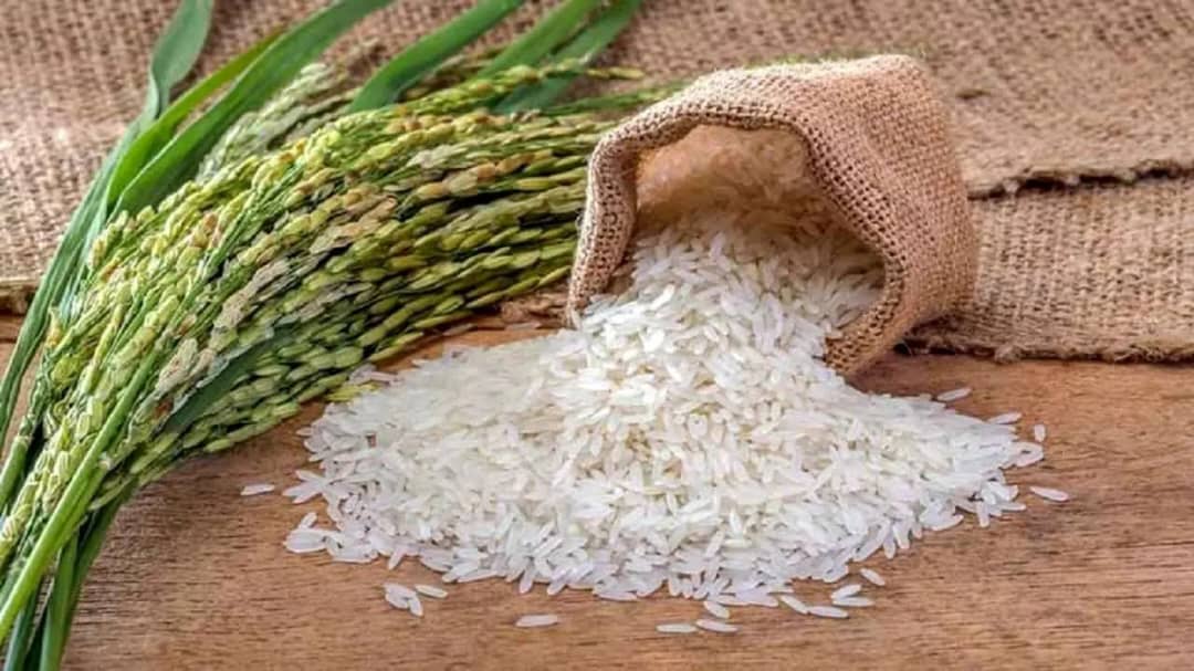 فروش انواع برنج کامفیروز در استان فارس